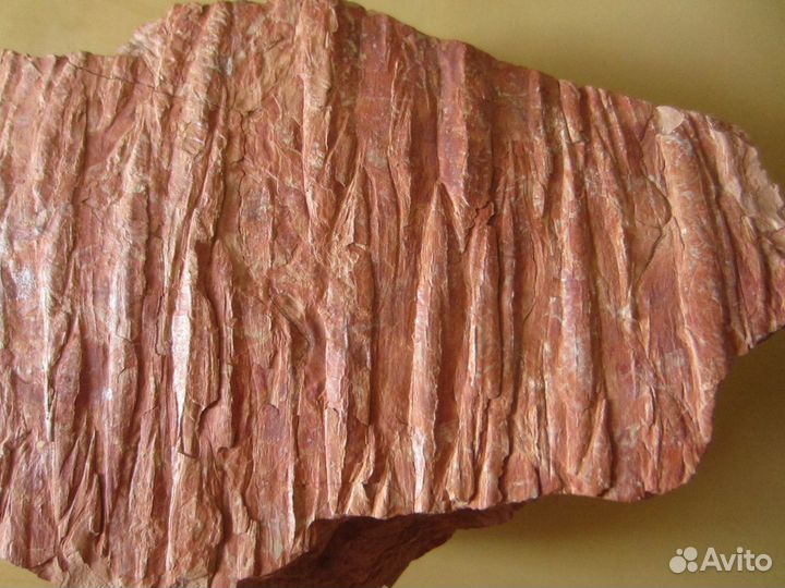 Окаменелость Окаменелое дерево. Кордаит