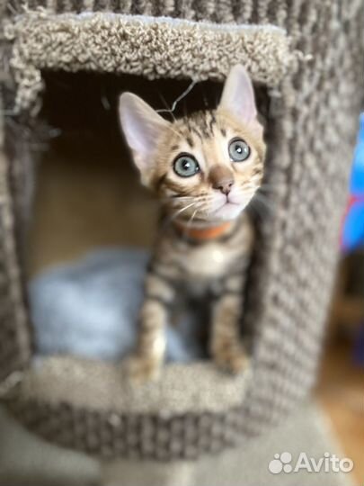 Бенгальский котенок девочка