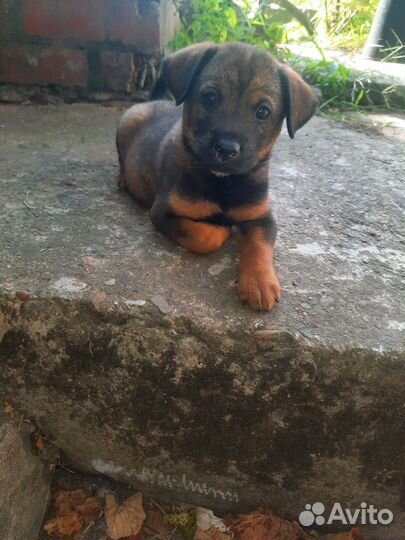 Щенки шарпей