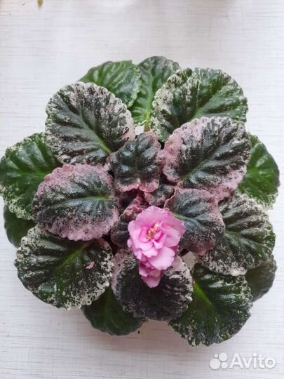 Сортовые фиалки