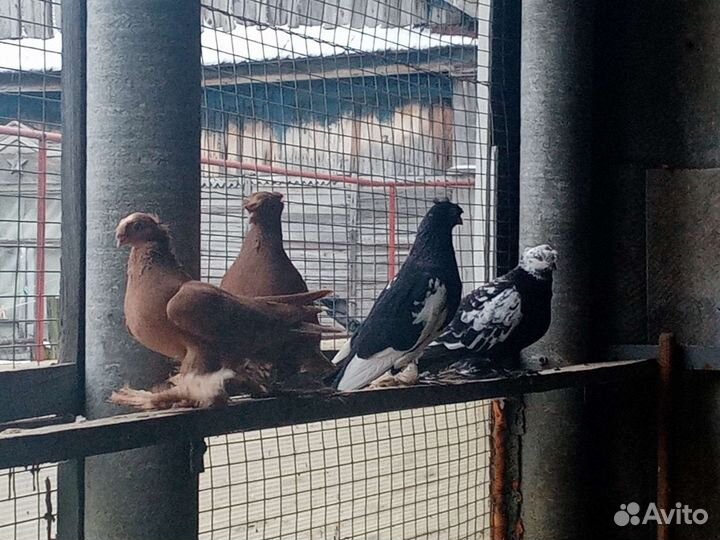Обмен или продажа голубей