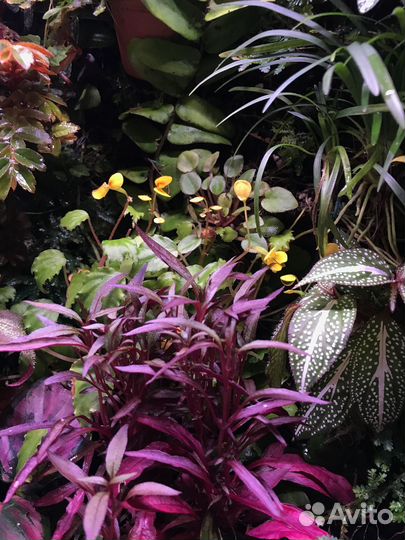 Альтернатера