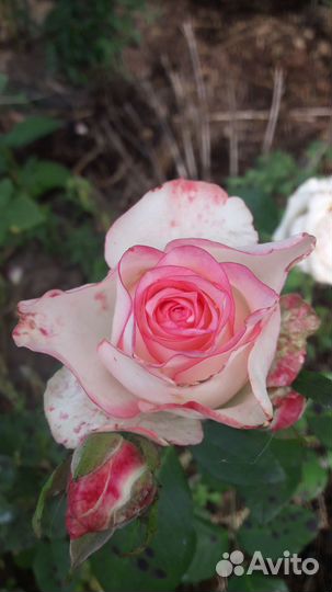 Розы для сада, Солнеч