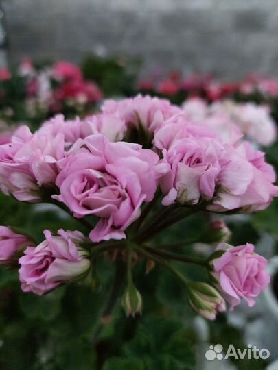 Пеларгония сортовая