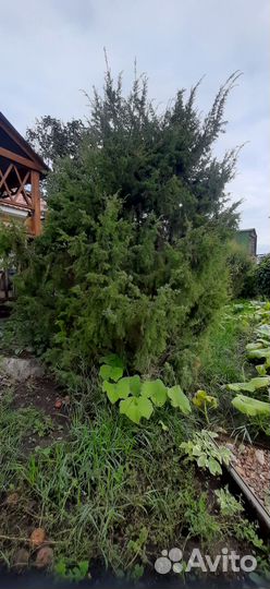 Саженцы можжевельника