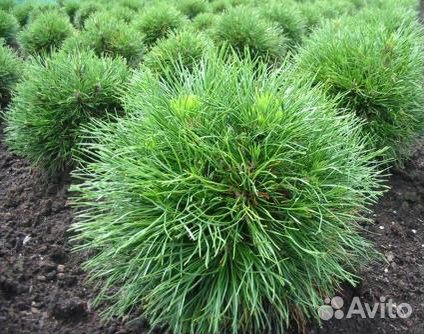 Сосна горная Варелла