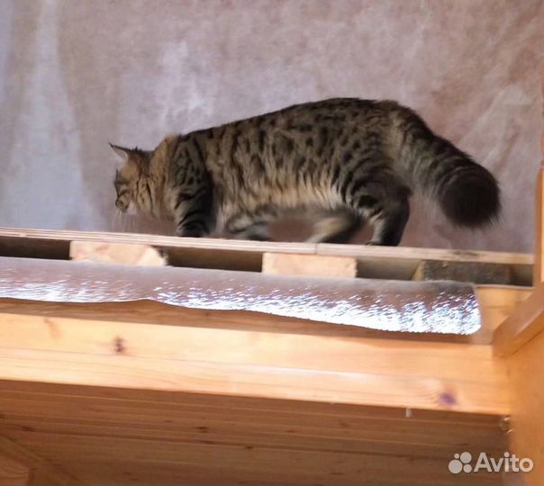 Кот в добрые руки