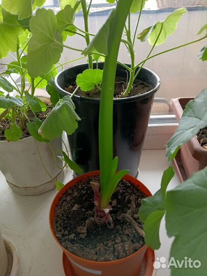 Продам цветы комнатные