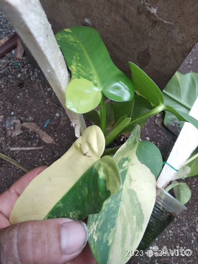 Филодендрон Виолин голд вариегатный Bipennifolium