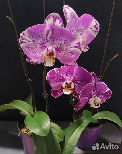 Орхидея фаленопсис viktorio fontano