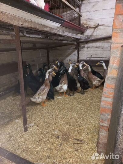 Утята индийский бегунок, инкубационное яйцо