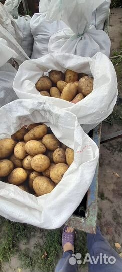Продам картофель