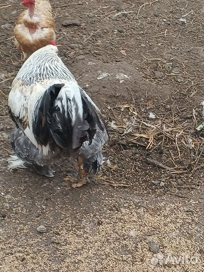 Петух брама