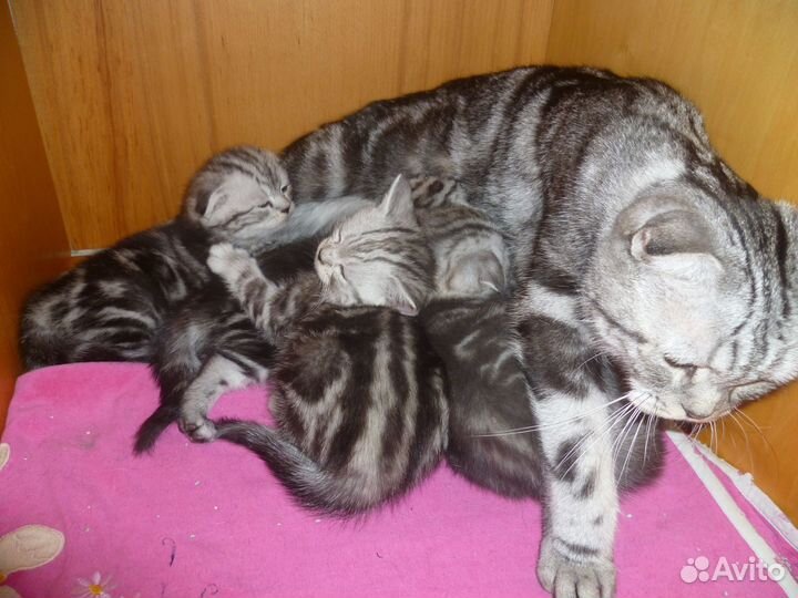 Вислоухий мраморнй шотландец