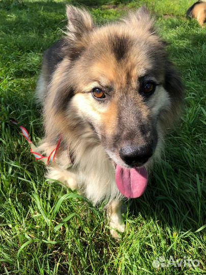 Собака в дар бесплатно из приюта ищет дом