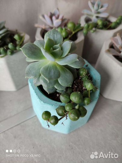 Суккуленты в бетонных горшочках
