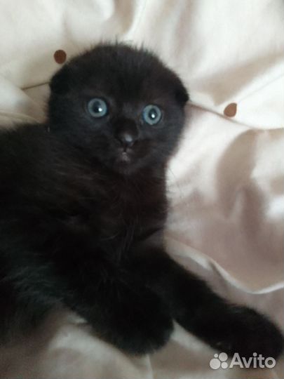 Шотландские котята черный и серый