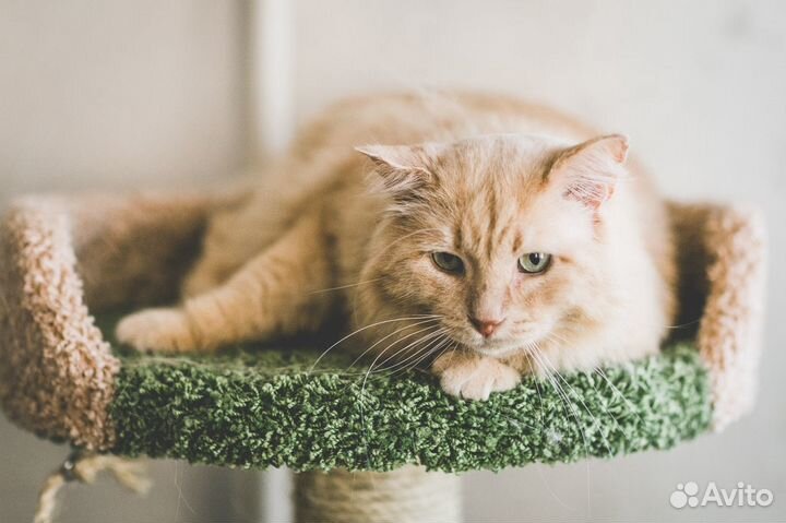 Кот Лео ищет дом