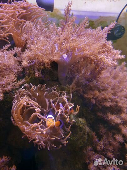 Продам морской аквариум