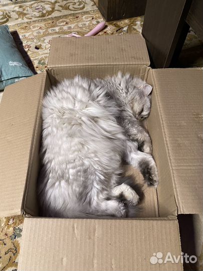 Кошка британская длинношерстная