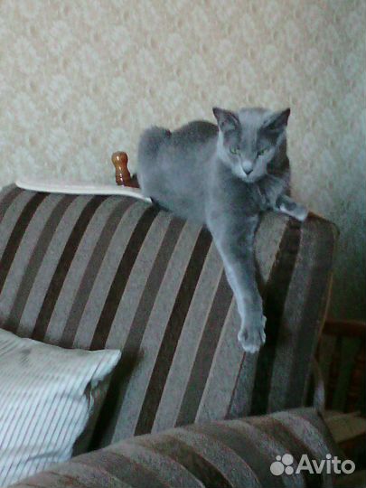 Передержка домашних котов и кошек