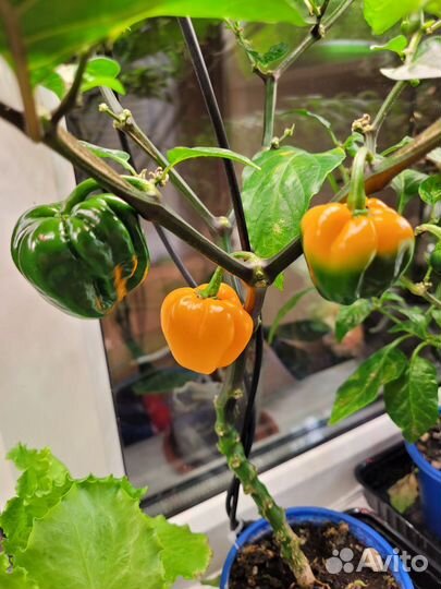 Острые перцы хабанеро 4 цвета, перец звонок