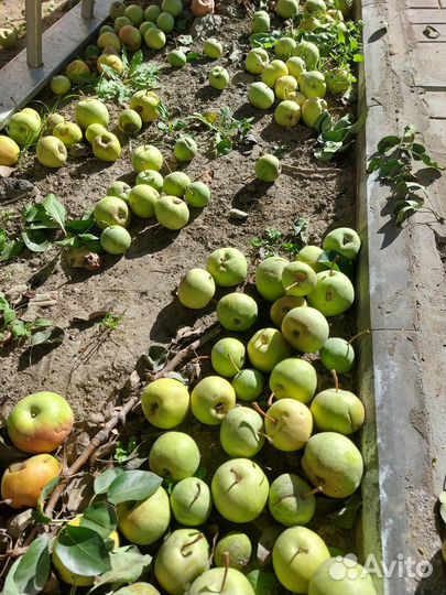 Груши опавшие