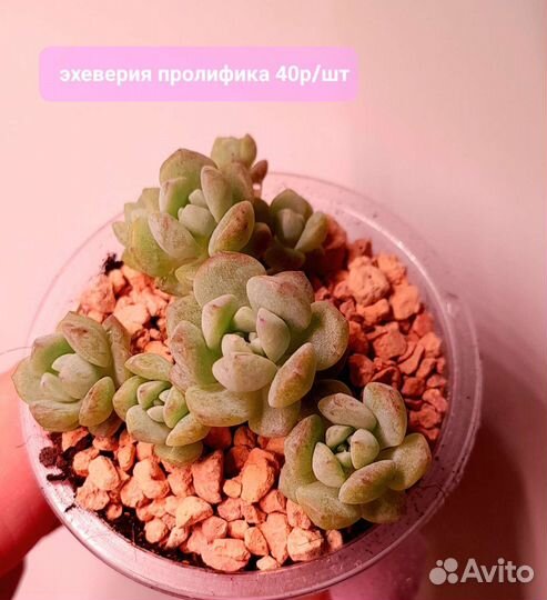 Суккуленты