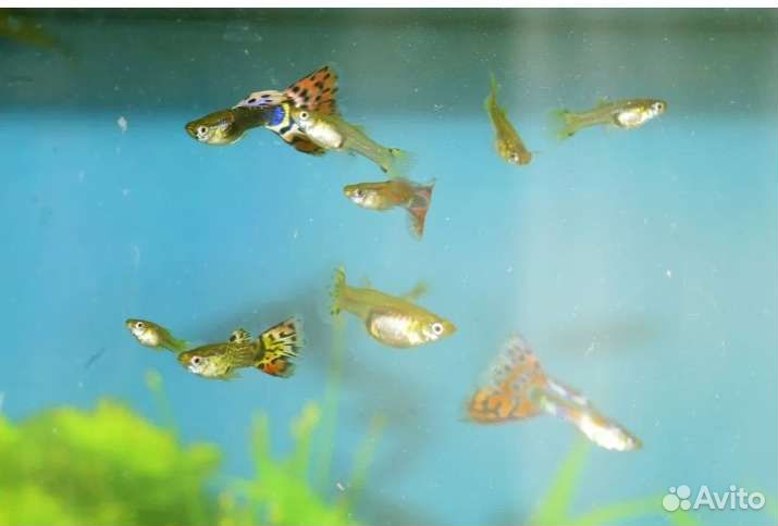 Аквариумные рыбки гуппи
