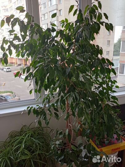 Фикус бенджамина