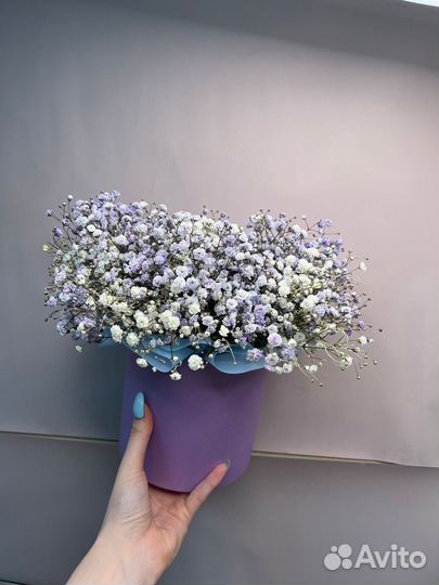 Цветы гипсофила