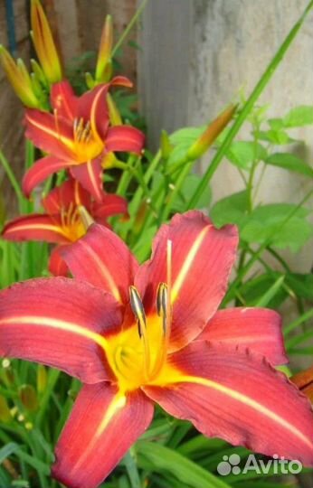 Нарциссы и более 80 многолетников