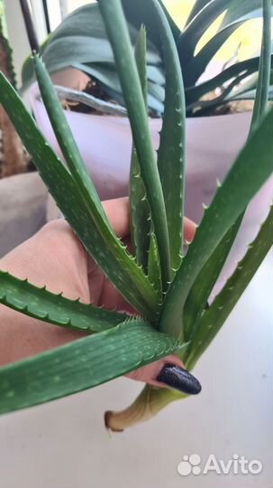 Цветы алоэ вера