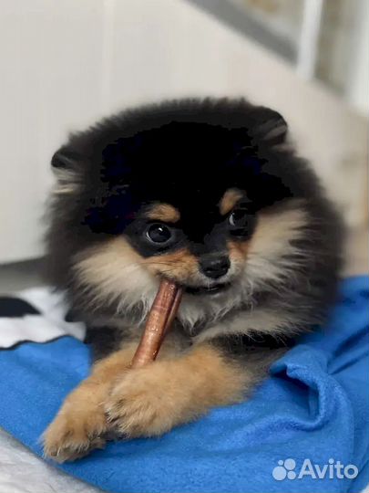 Опт лакомство. Натуральное