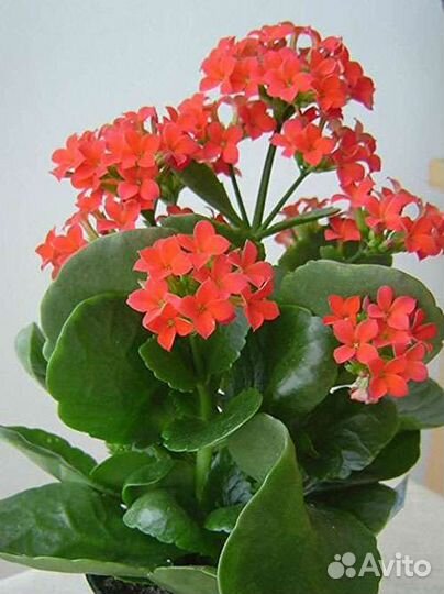 Каланхоэ красное