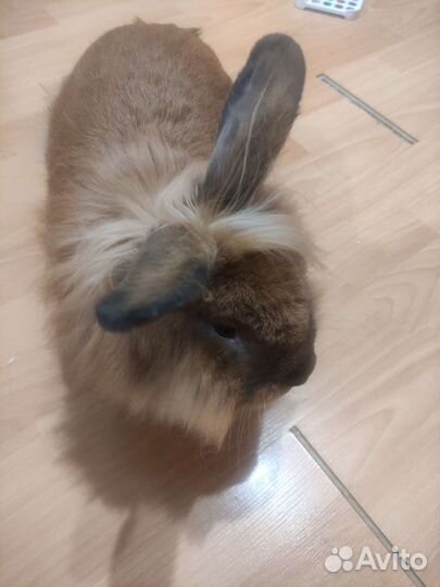 Очень красивый кролик приглашает на вязку