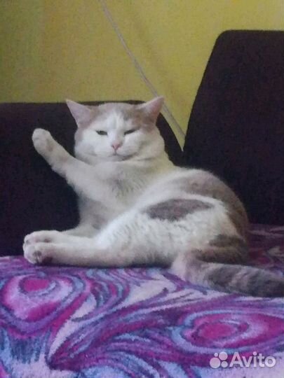 Кот ищет кошечку для вязки