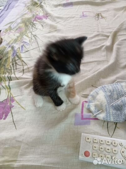 Бесплатно котят