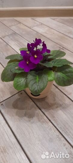 Домашние цветы