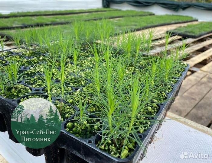 Сосна зкс окс сеянцы Ель Лиственница Голуб Горная