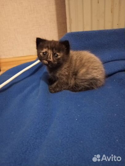 Отдам в добрые руки двух котят