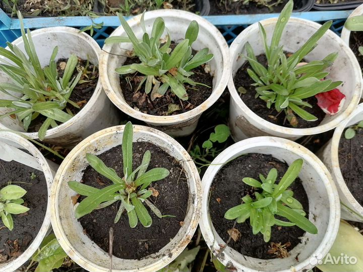 Эдельвейс альпийский Занзи