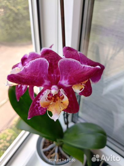 Орхидея фаленопсис Маргарита