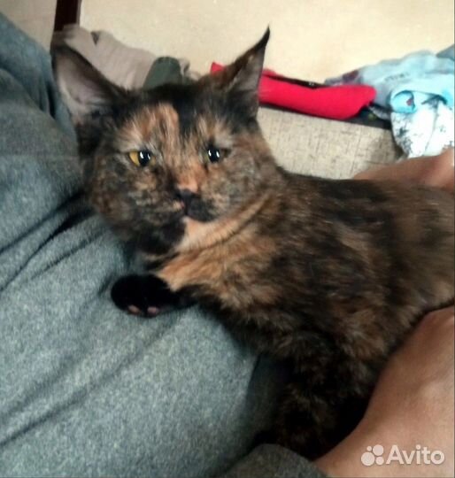 Кошечка в добрые руки