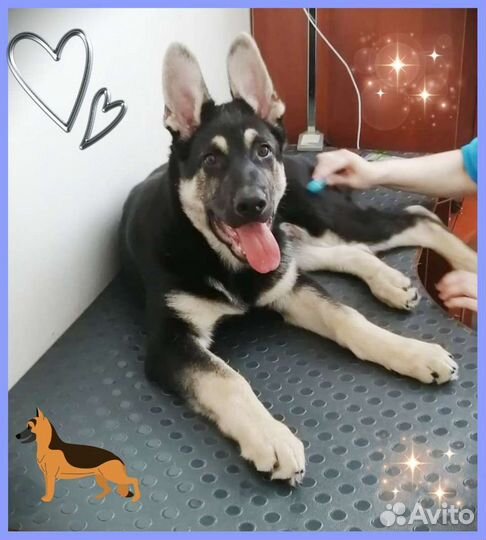 Груминг (стрижка и уход за животными) Пашино