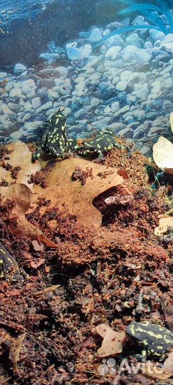 Жабка шмель