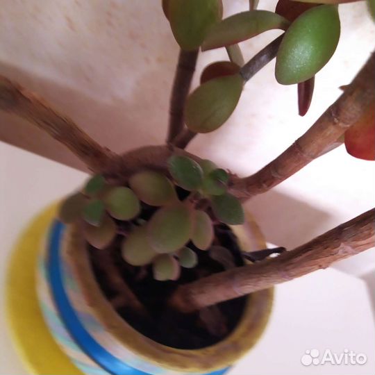 Толстянка, денежное дерево