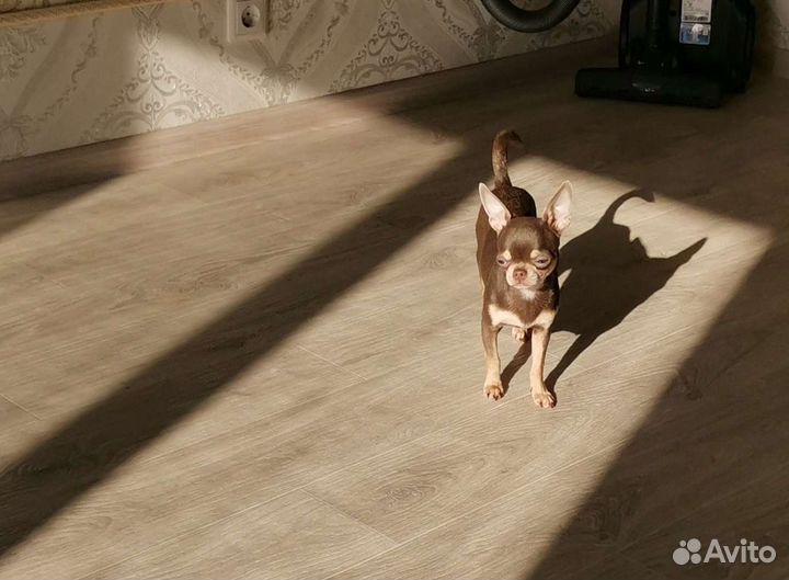 Лиловая девочка чихуахуа