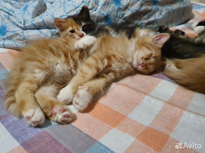 Сибирские котятки
