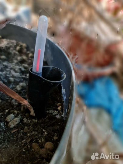 Пальма-огромная в горшке с самополивом